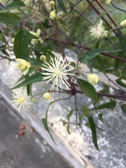 Clematis montevidensis