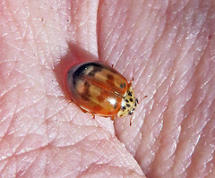 Harmonia quadripunctata