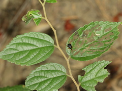 Agomadaranus pardaloides