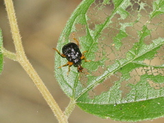 Agomadaranus pardaloides