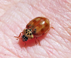 Harmonia quadripunctata