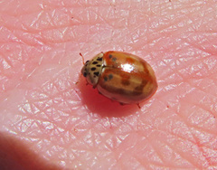 Harmonia quadripunctata