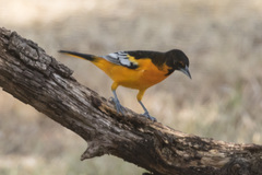 Icterus bullockii × galbula