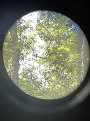 Dicrurus macrocercus