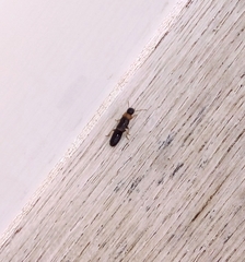 Kalotermes flavicollis