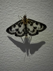 Anania hortulata