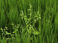 Sphenoclea zeylanica