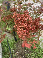 Nandina
