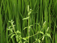 Sphenoclea zeylanica