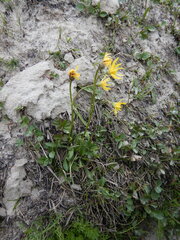 Tephroseris integrifolia atropurpurea