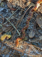 Pantherophis guttatus
