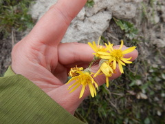 Tephroseris integrifolia atropurpurea