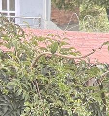 Psilopogon asiaticus