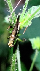 Conocephalus melaenus