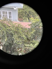 Psilopogon asiaticus