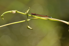 Odonata
