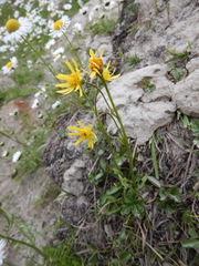 Tephroseris integrifolia atropurpurea