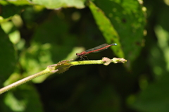 Odonata