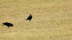 Corvus frugilegus