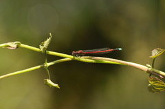 Odonata