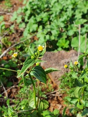 Galinsoga quadriradiata