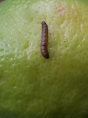 Plodia interpunctella