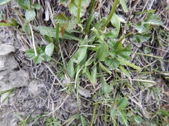 Tephroseris integrifolia atropurpurea