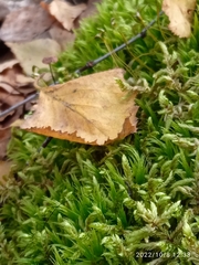 Brachythecium albicans