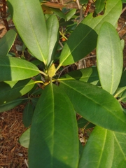 Rhododendron maximum