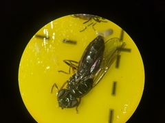 Platycheirus albimanus