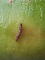 Plodia interpunctella