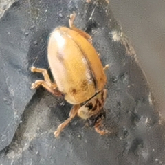 Aphidecta obliterata