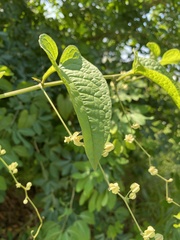 Antigonon flavescens