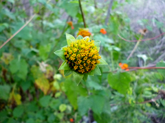 Tithonia