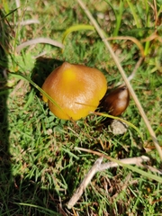 Hygrocybe