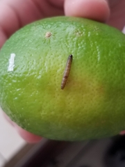 Plodia interpunctella