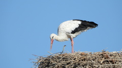 Ciconia ciconia