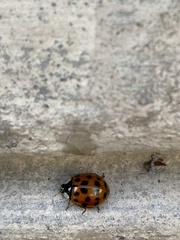 Harmonia axyridis