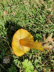 Hygrocybe
