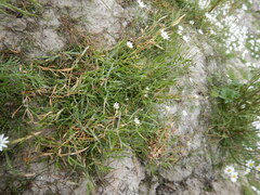 Stellaria peduncularis