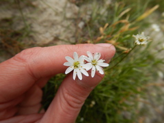 Stellaria peduncularis