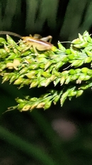 Gryllacrididae