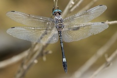 Brechmorhoga pertinax