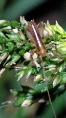 Gryllacrididae