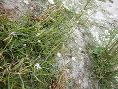 Stellaria peduncularis