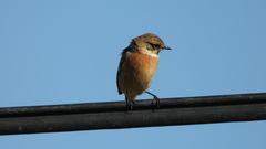 Saxicola rubicola