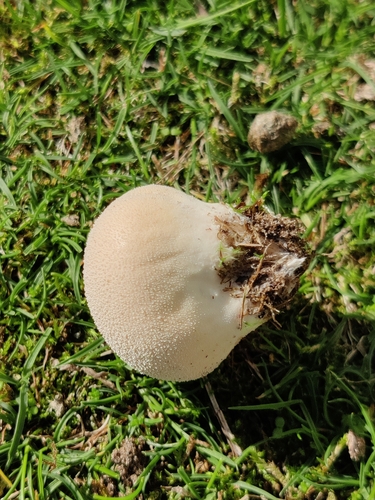 Pievinis pumpotaukšlis nuotrauka