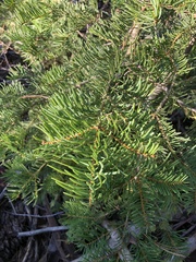 Abies concolor