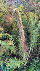 Liatris pycnostachya