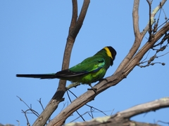 Barnardius zonarius semitorquatus